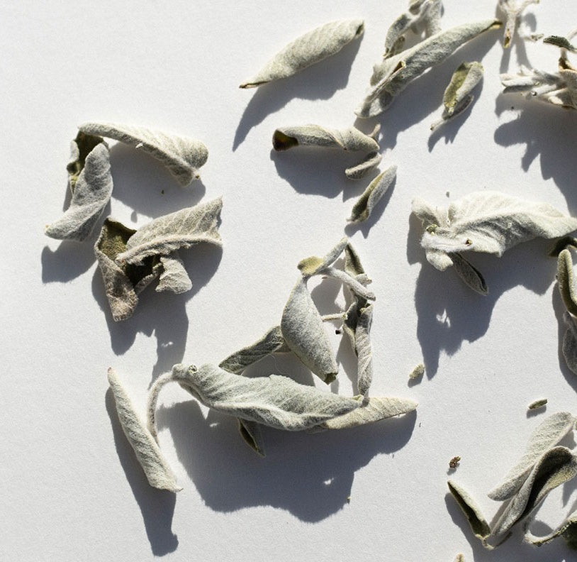 Greek Sage